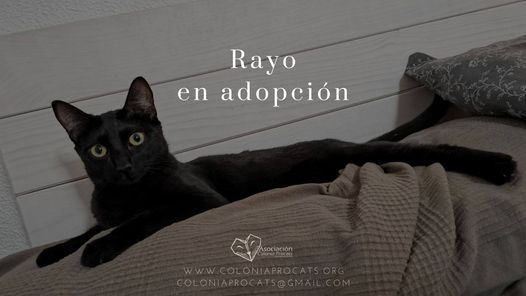 rayo_adoptado,_asociación_colonia_procats