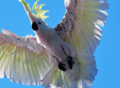 exhibición_de_aves_exóticas