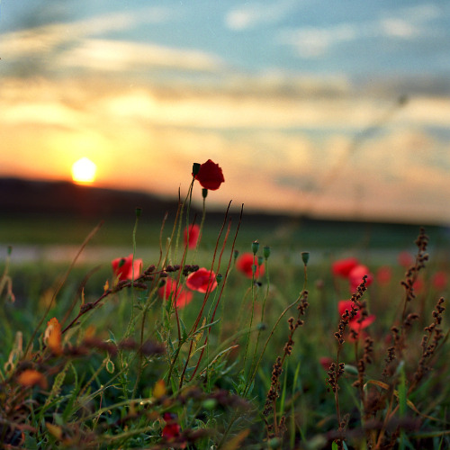 bici_en_la_naturaleza_–_sunday_(casa_de_campo)