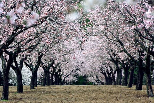 paseo_guiado_para_ver_los_almendros_en_flor