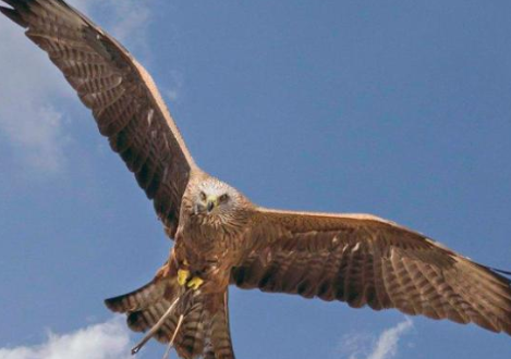 exhibición_de_aves_rapaces