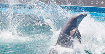 exhibición_de_delfines_