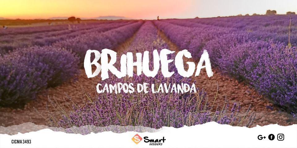 day_trip_to_brihuega:_campos_de_lavanda