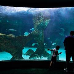 charla_aquarium
