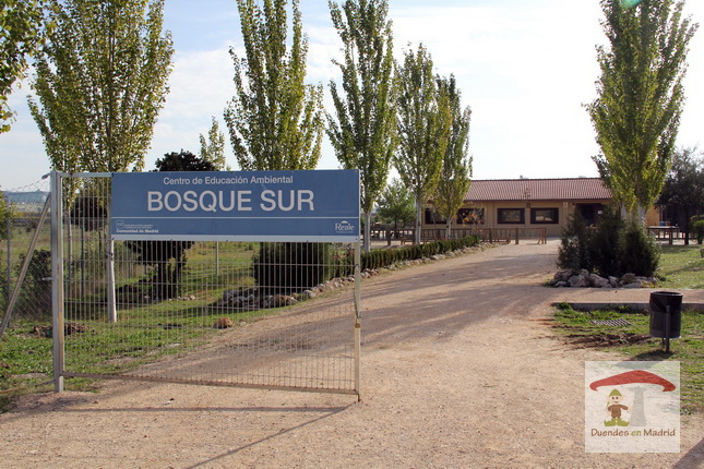 los_sonidos_de_bosque_sur